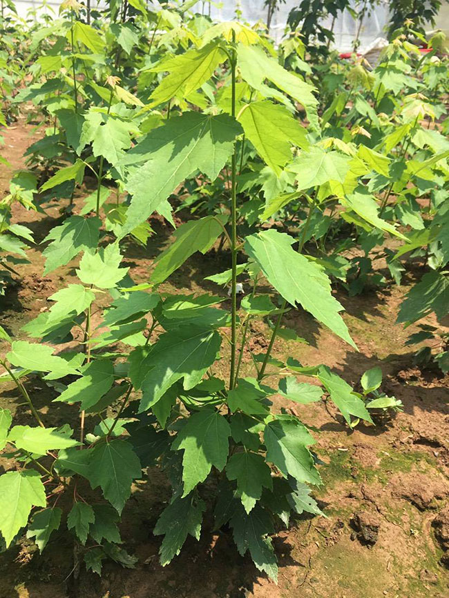 日本红枫怎么种植?日本红枫种植技术