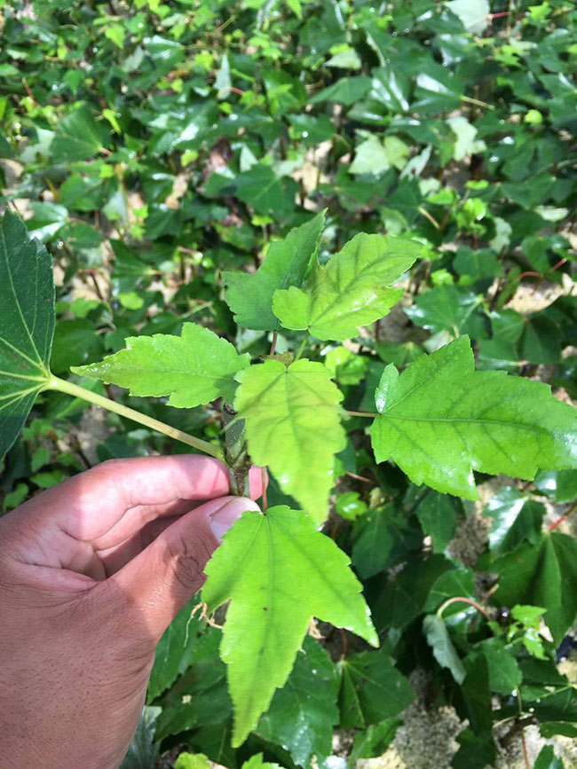 日本红枫怎么种植?日本红枫种植技术