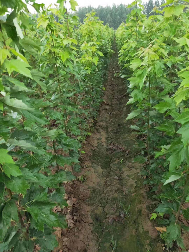 日本红枫怎么种植?日本红枫种植技术