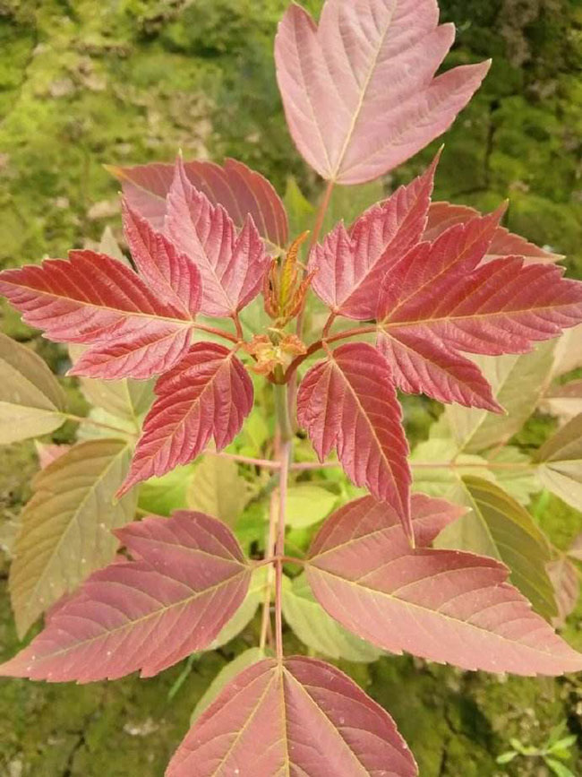 紫叶矮樱怎么种植?紫叶矮樱种植方法