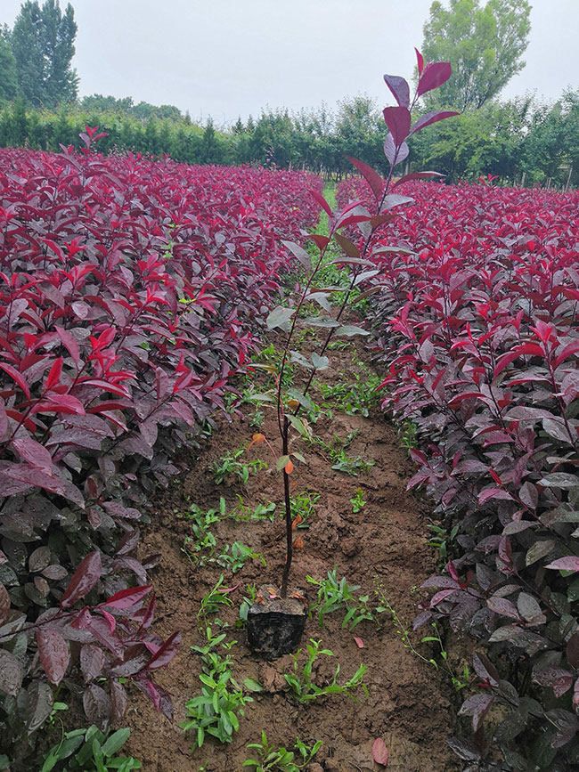 紫叶矮樱怎么种植?紫叶矮樱种植方法