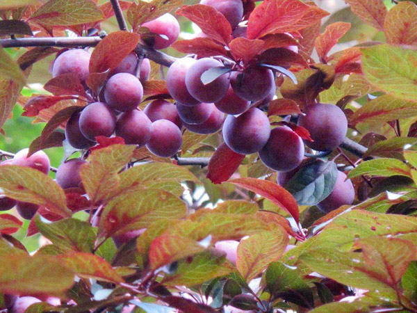 红叶李什么季节栽植好？红叶李栽植要点