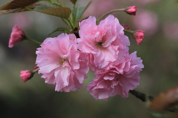 樱花怎么种植?红叶樱花种植技巧 樱花怎么种植?红叶樱花种植技巧