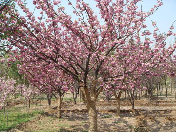 樱花怎么种植?红叶樱花种植技巧 樱花怎么种植?红叶樱花种植技巧