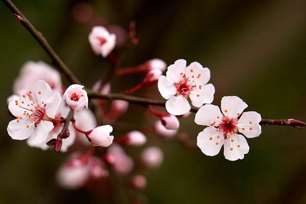 樱花怎么种植？红叶樱花种植技巧