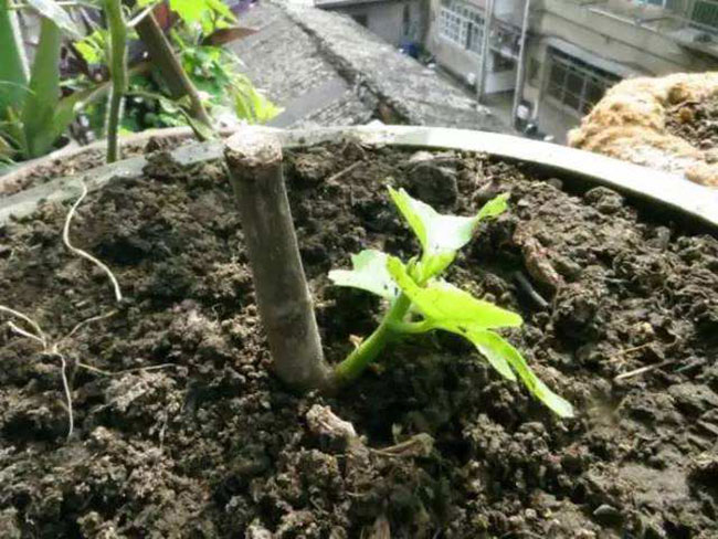 樱花什么时候移栽？樱花移栽的注意事项