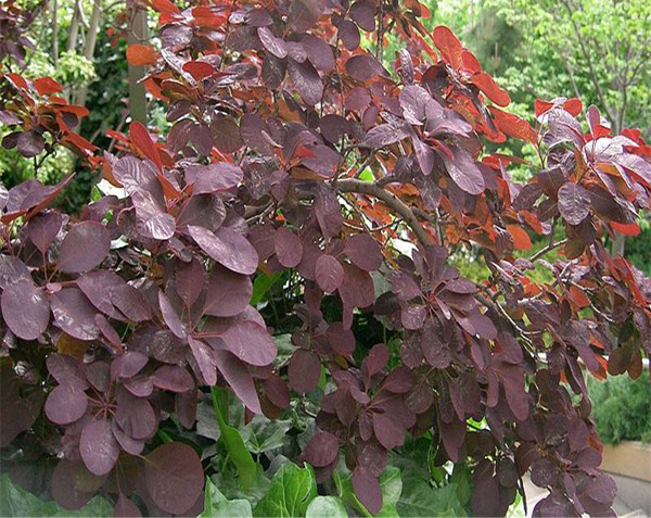 紫叶红栌几月发芽？紫叶红栌种植养护方法
