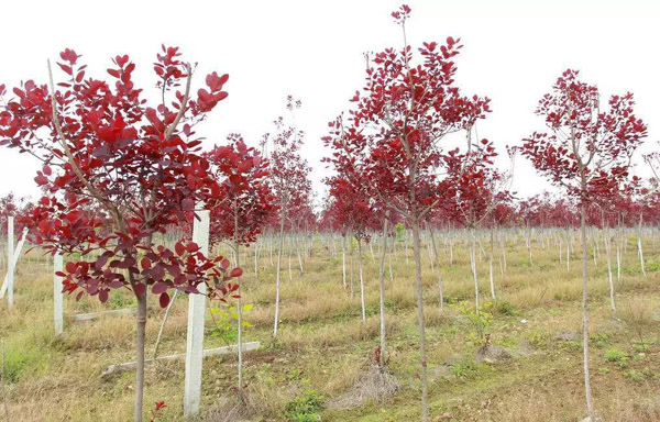 紫叶红栌几月发芽？紫叶红栌种植养护方法