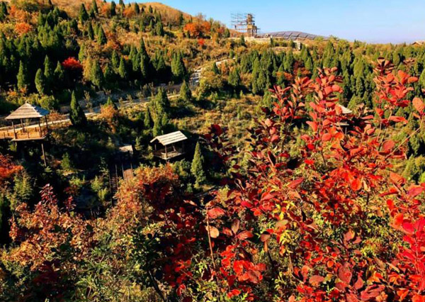 紫叶红栌怎样栽培？美国紫叶红栌栽培技术