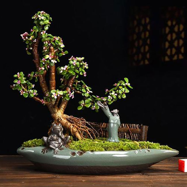 金枝玉叶怎么才能养成盆景？