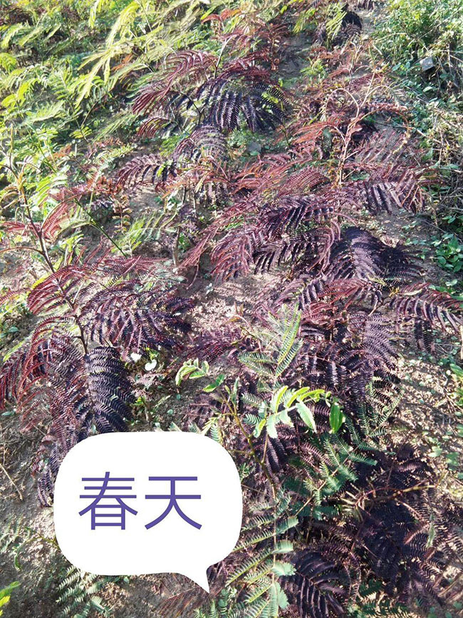 紫叶合欢如何育苗?紫叶合欢栽培技术 紫叶合欢如何育苗?紫叶合欢栽培技术