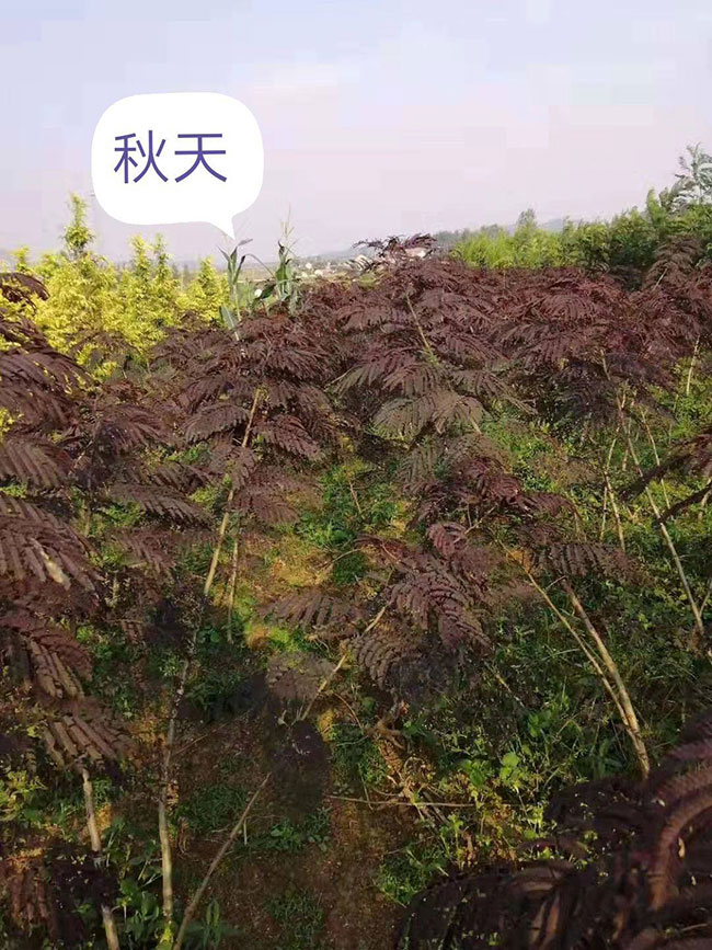 紫叶合欢如何育苗?紫叶合欢栽培技术 紫叶合欢如何育苗?紫叶合欢栽培技术