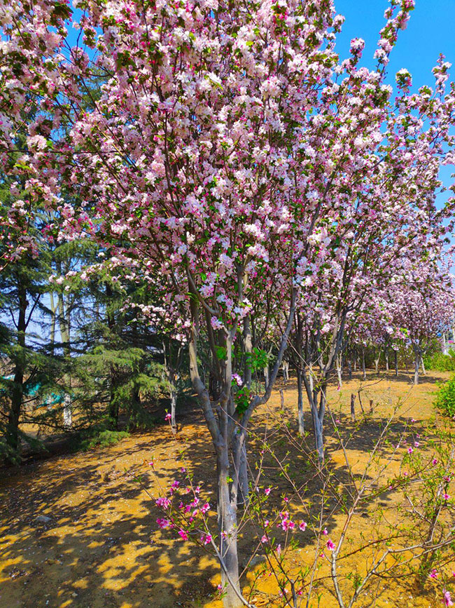 紫叶矮樱如何种植?紫叶矮樱种植时间密度