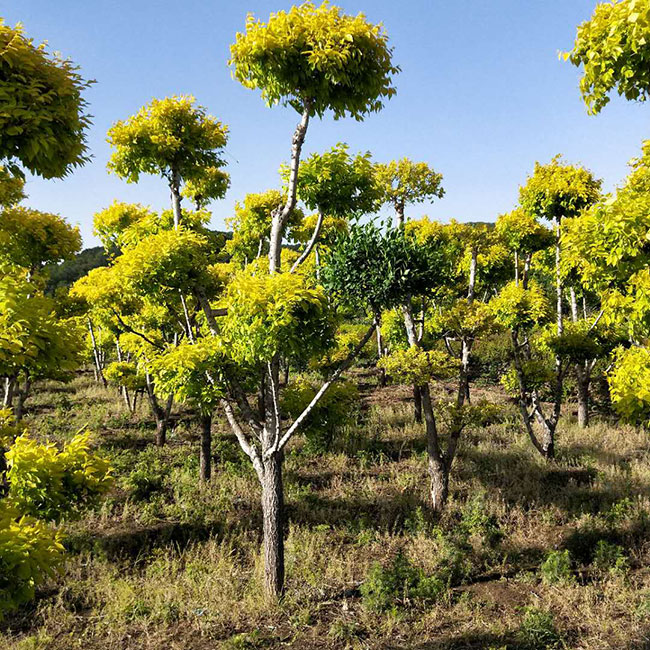 金叶榆种子能种植吗？金叶榆种植与管理技术