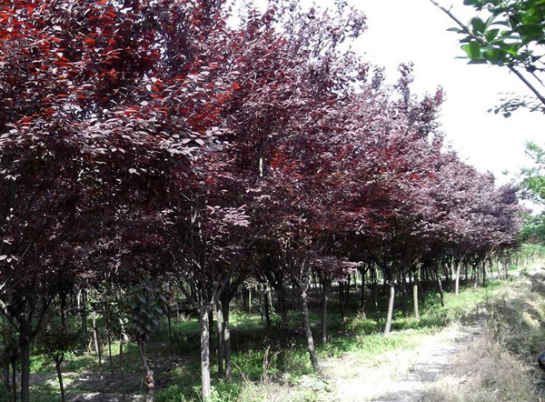 红叶李基地实拍 红叶李基地实拍