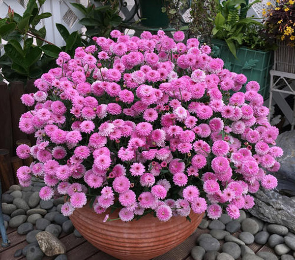 千头菊盆栽 千头菊盆栽