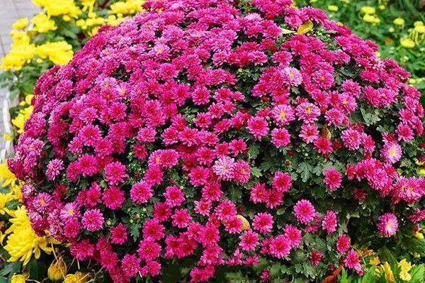 千头菊 千头菊