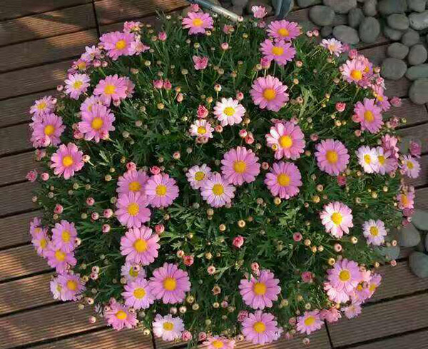 千头菊 千头菊