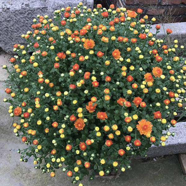 千头菊 千头菊
