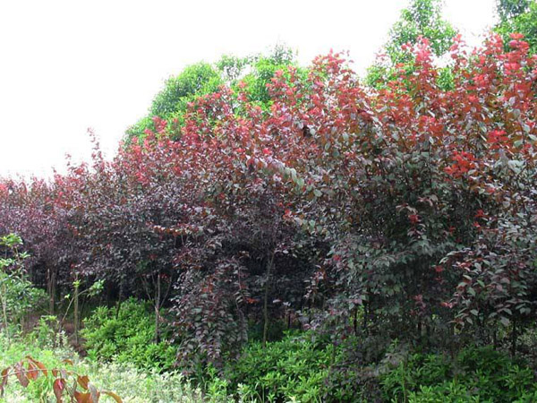 红叶李苗木基地 红叶李苗木基地