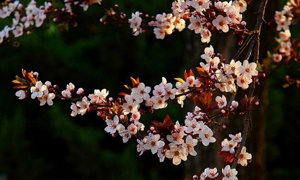红叶李病虫害有哪些？红叶李病害防治方法