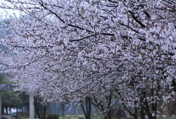 紫叶李什么季节开花？紫叶李开什么颜色的花？