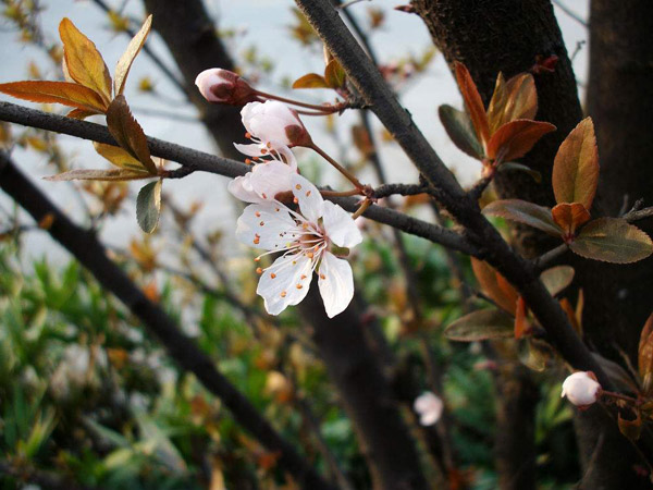 紫叶李什么季节开花？紫叶李开什么颜色的花？