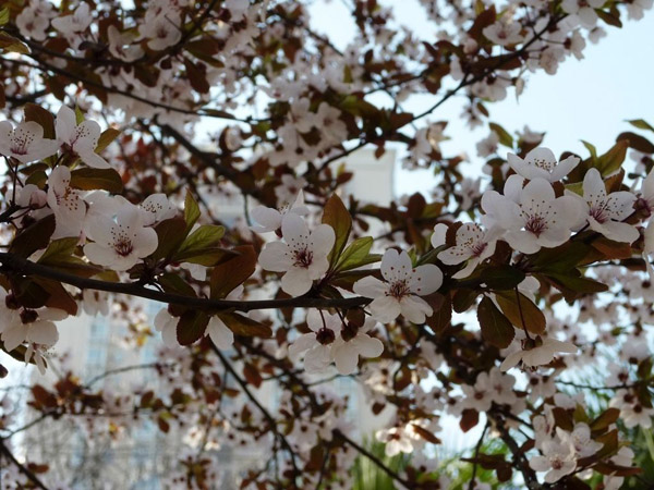 紫叶李什么季节开花？紫叶李开什么颜色的花？