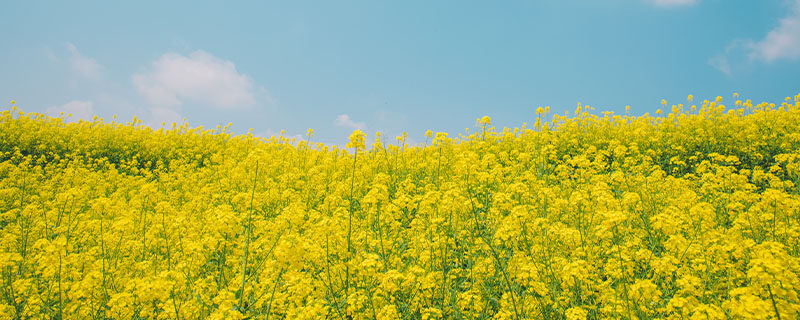 油菜花.jpg 油菜花.jpg