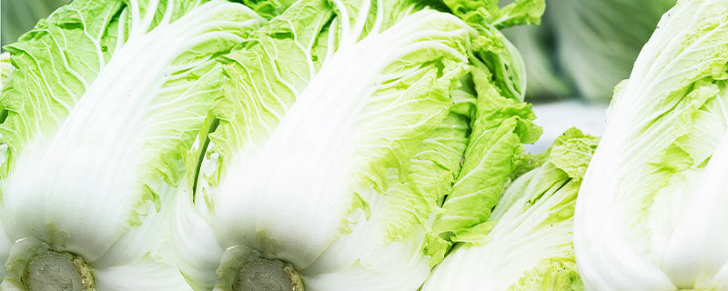 白菜3.jpg 白菜3.jpg