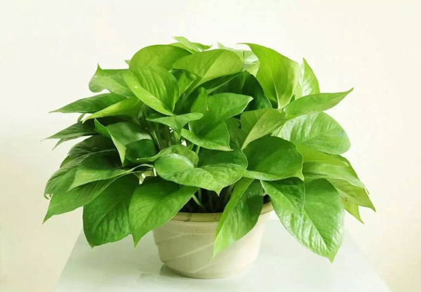 绿萝的花语是什么?绿萝的寓意和象征 绿萝的花语是什么?绿萝的寓意和象征