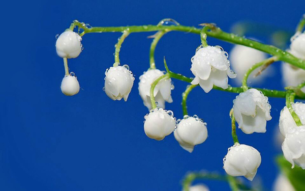 铃兰花的花语是什么?铃兰花的寓意和象征 铃兰花的花语是什么?铃兰花的寓意和象征