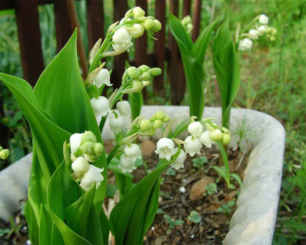 铃兰花的花语是什么?铃兰花的寓意和象征 铃兰花的花语是什么?铃兰花的寓意和象征