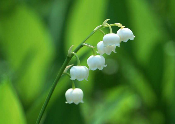 铃兰花的花语是什么?铃兰花的寓意和象征 铃兰花的花语是什么?铃兰花的寓意和象征