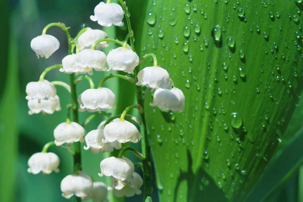 铃兰花的花语是什么?铃兰花的寓意和象征 铃兰花的花语是什么?铃兰花的寓意和象征