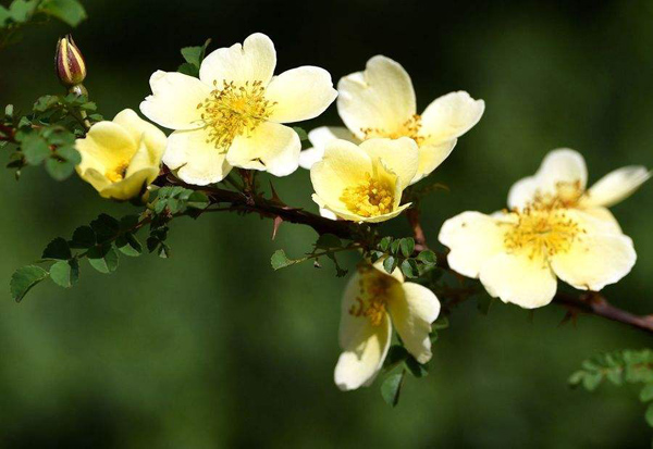 野蔷薇的花语是什么？野蔷薇的寓意和象征