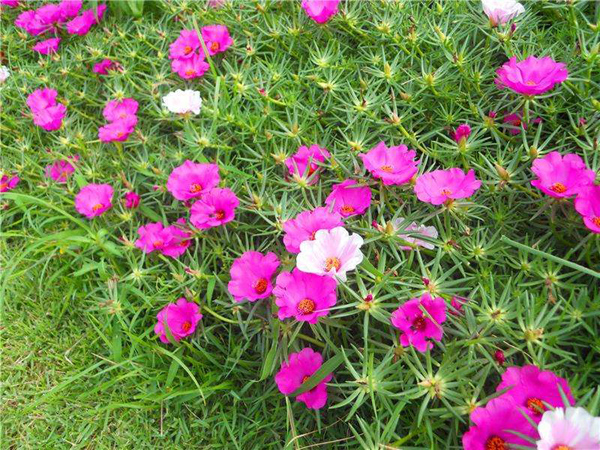 太阳花的花语是什么？太阳花的寓意和象征