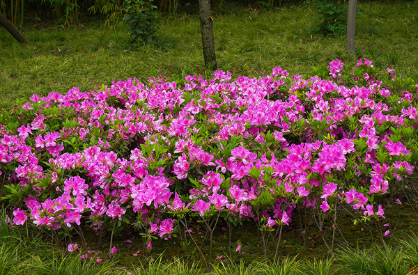 杜鹃花的花语是什么?杜鹃花的寓意和象征 杜鹃花的花语是什么?杜鹃花的寓意和象征