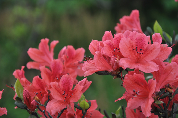 杜鹃花的花语是什么?杜鹃花的寓意和象征 杜鹃花的花语是什么?杜鹃花的寓意和象征