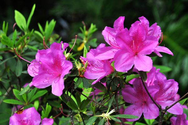 杜鹃花的花语是什么?杜鹃花的寓意和象征 杜鹃花的花语是什么?杜鹃花的寓意和象征