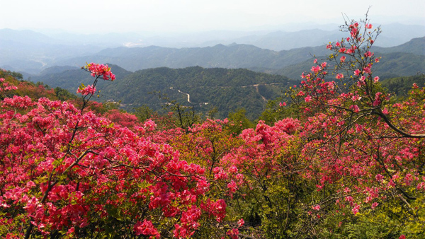 杜鹃花的花语是什么?杜鹃花的寓意和象征 杜鹃花的花语是什么?杜鹃花的寓意和象征