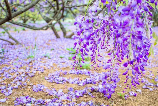 紫藤的花语是什么？紫藤的寓意和象征