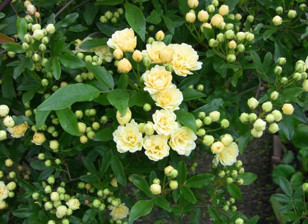 木香花 木香花