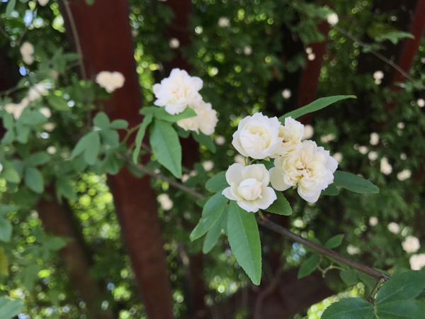 木香花 木香花