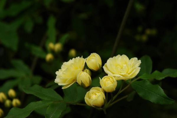 木香花 木香花