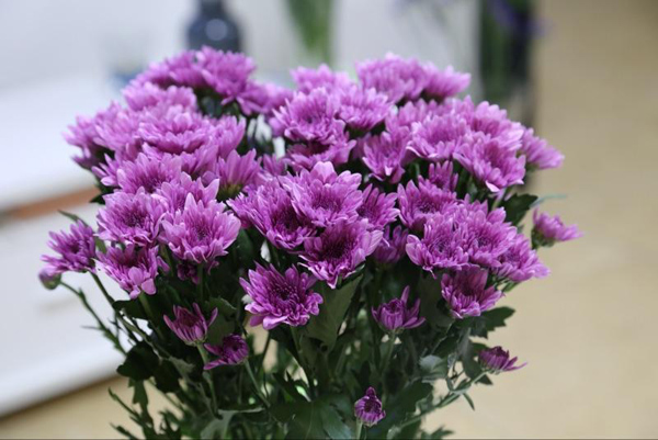 鲜花的花语是什么?鲜花的寓意和象征 鲜花的花语是什么?鲜花的寓意和象征