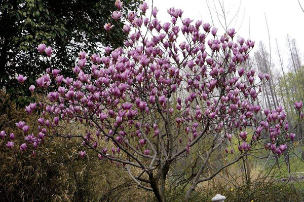 紫玉兰的花语是什么?紫玉兰的寓意和象征 紫玉兰的花语是什么?紫玉兰的寓意和象征