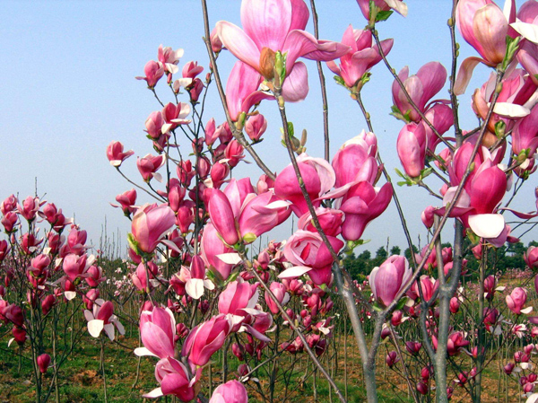紫玉兰的花语是什么?紫玉兰的寓意和象征 紫玉兰的花语是什么?紫玉兰的寓意和象征
