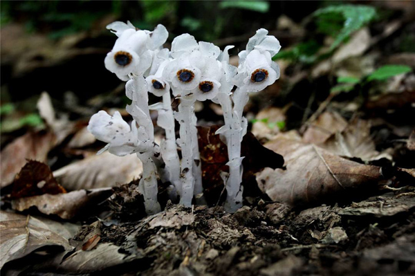 水晶兰的花语是什么?水晶兰的寓意和象征 水晶兰的花语是什么?水晶兰的寓意和象征