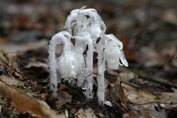 水晶兰的花语是什么?水晶兰的寓意和象征 水晶兰的花语是什么?水晶兰的寓意和象征